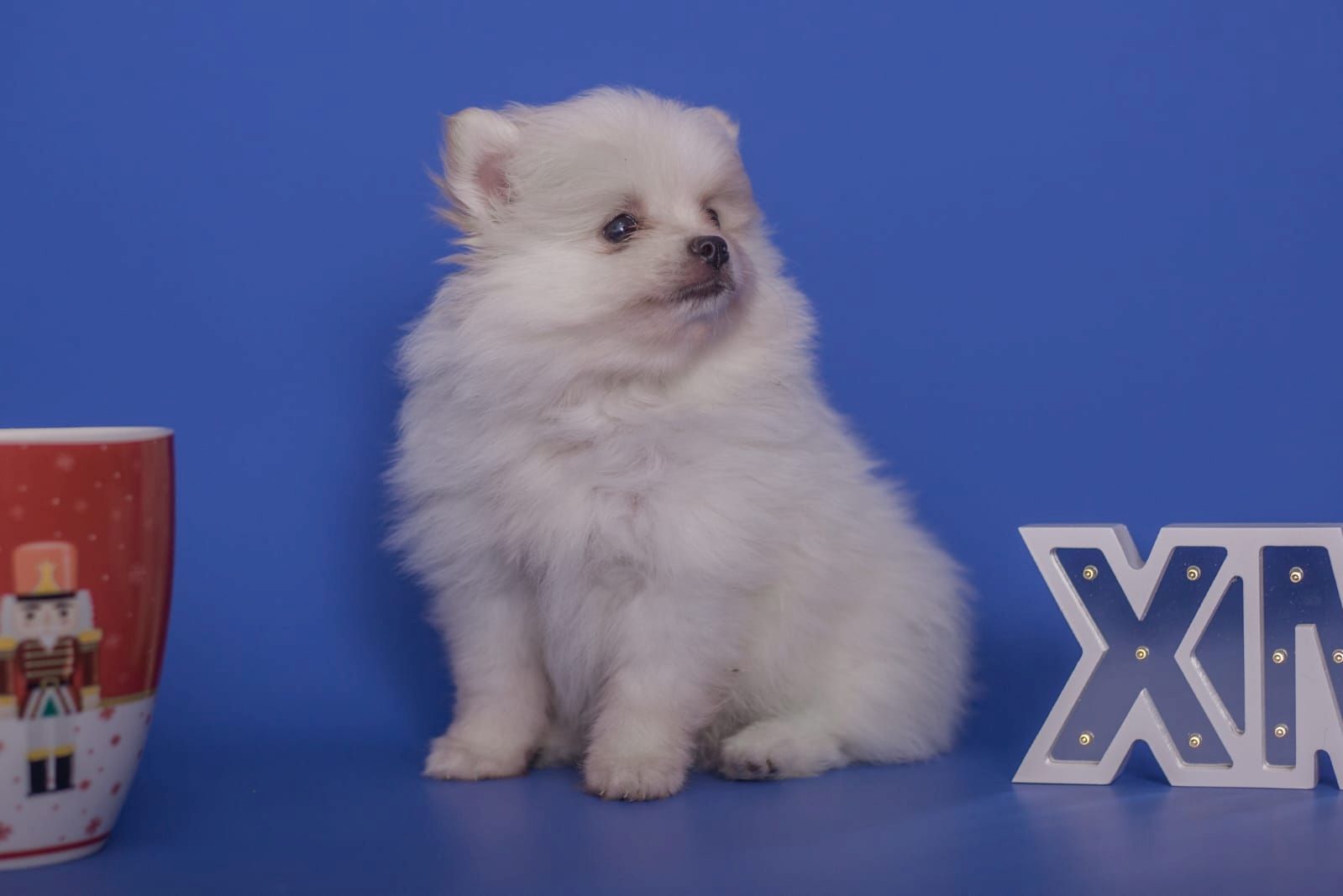 Süße Pomeranian Welpen