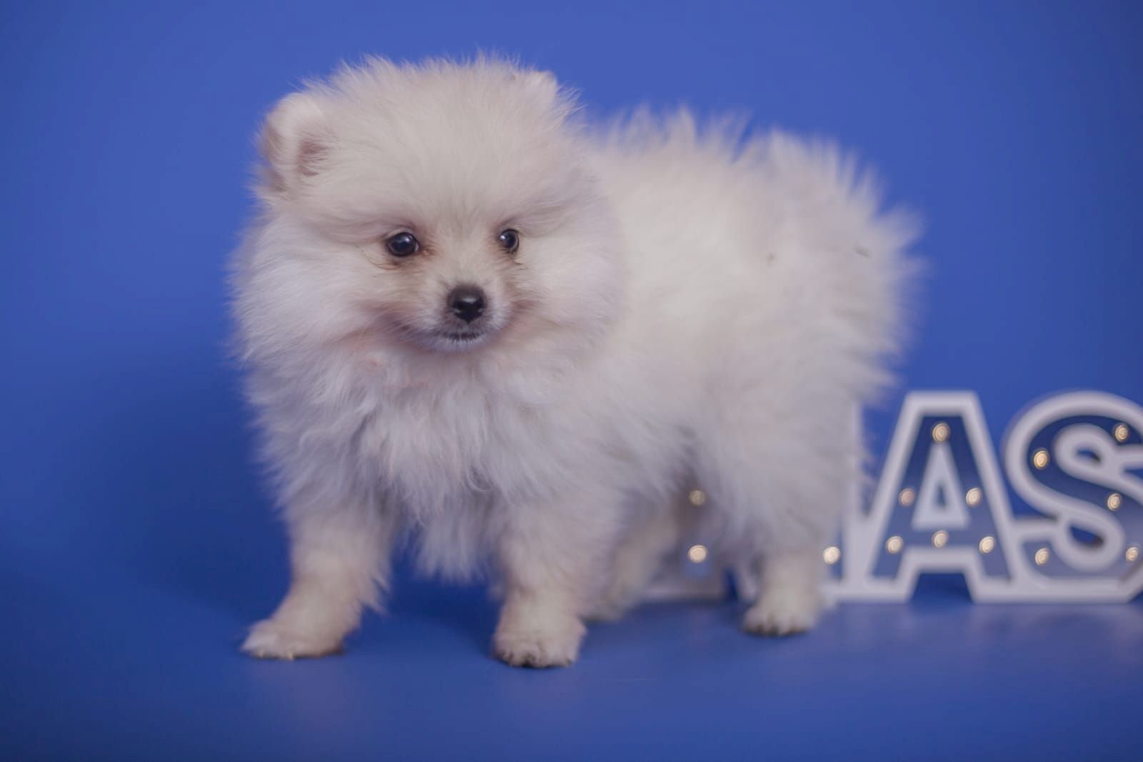 Süße Pomeranian Welpen