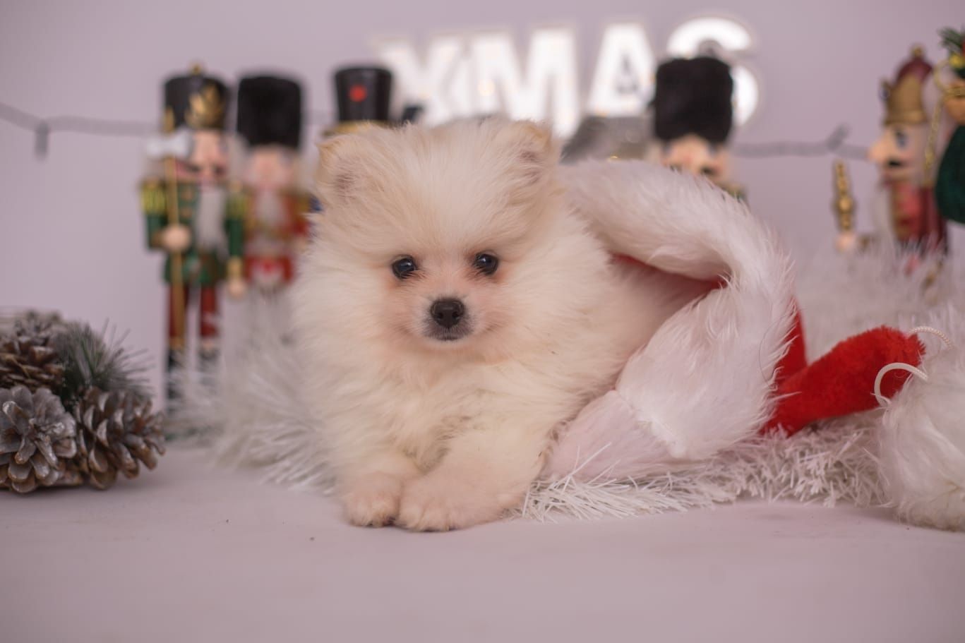 Süße Pomeranian Welpen