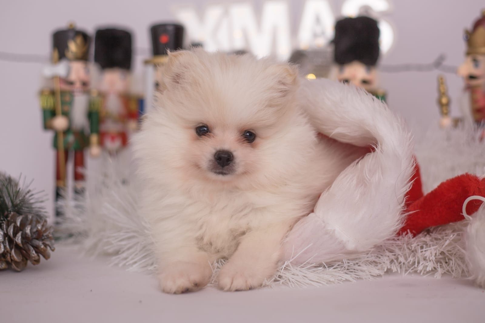 Süße Pomeranian Welpen