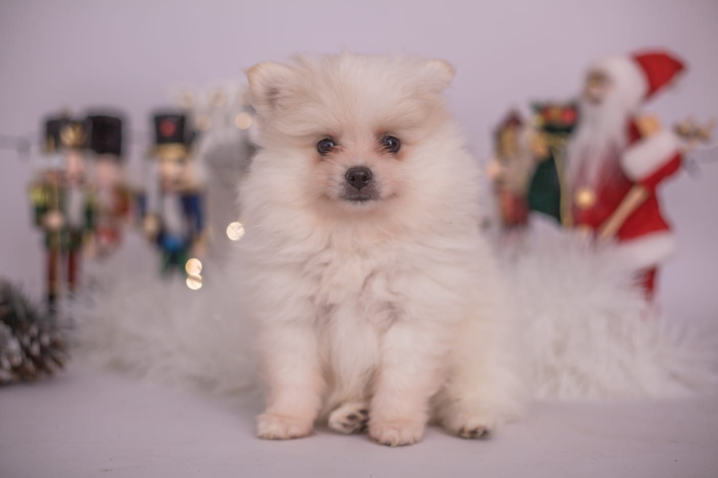 Süße Pomeranian Welpen