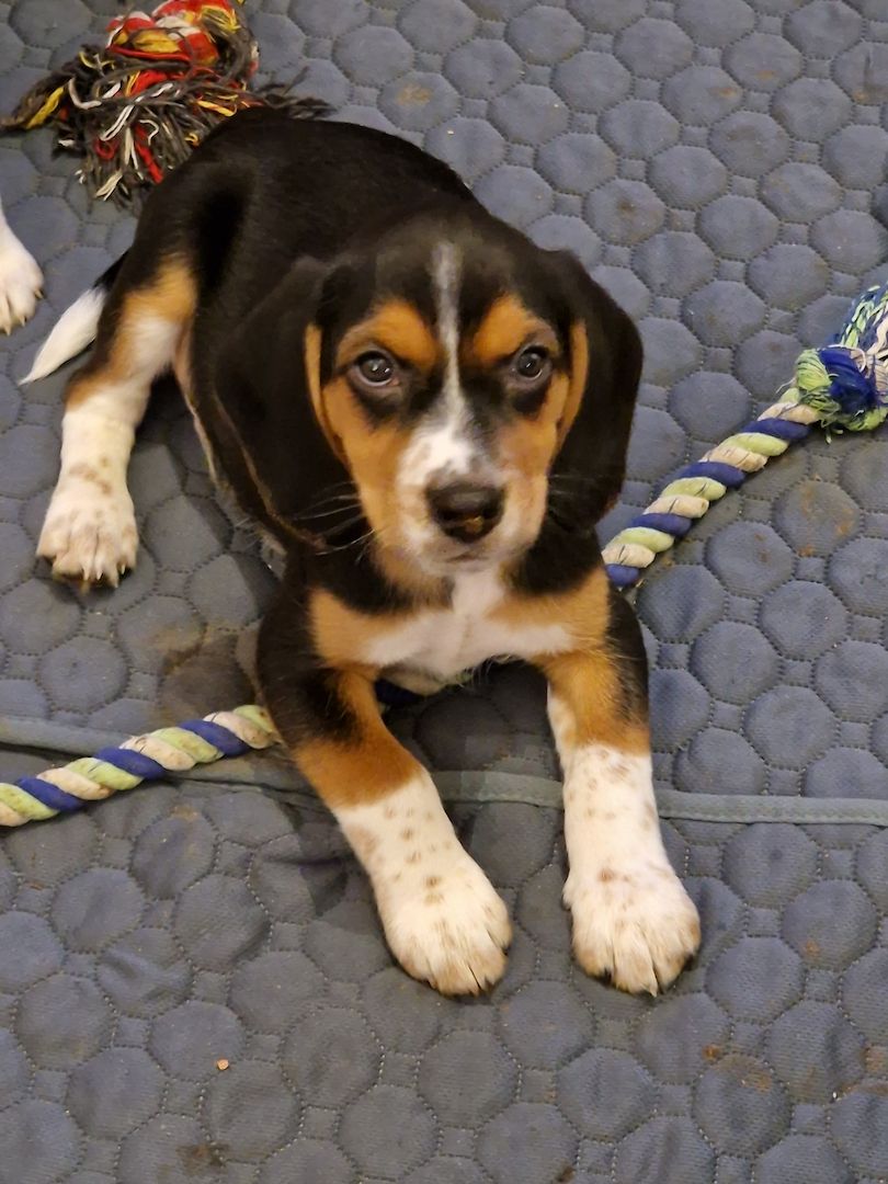 Beagle/ Beagle Deutscher Pinscher Beagle/ Beagle Deutscher Pinscher