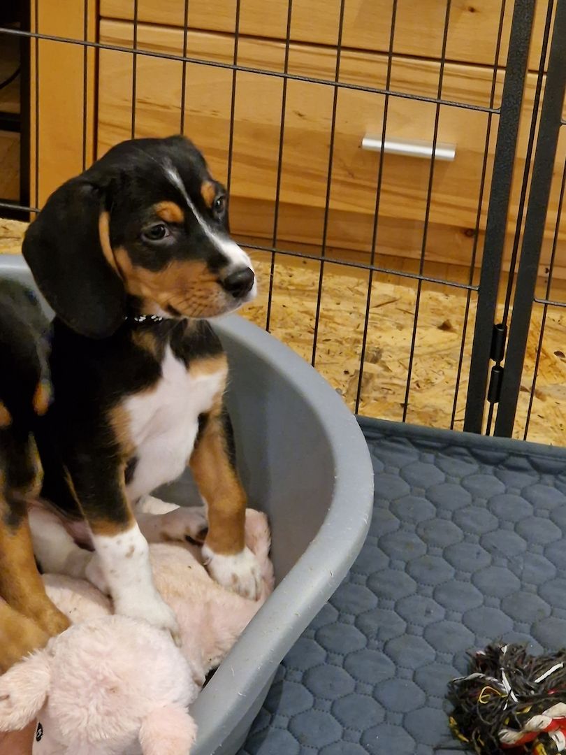 Beagle/ Beagle Deutscher Pinscher Beagle/ Beagle Deutscher Pinscher