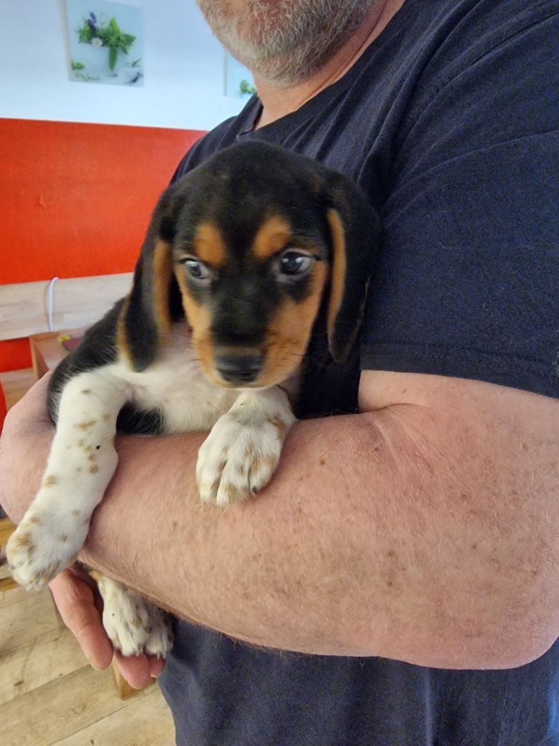 Beagle/ Beagle Deutscher Pinscher Beagle/ Beagle Deutscher Pinscher