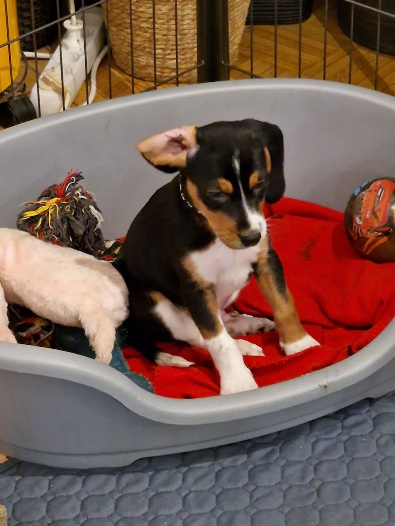 Beagle/ Beagle Deutscher Pinscher Beagle/ Beagle Deutscher Pinscher