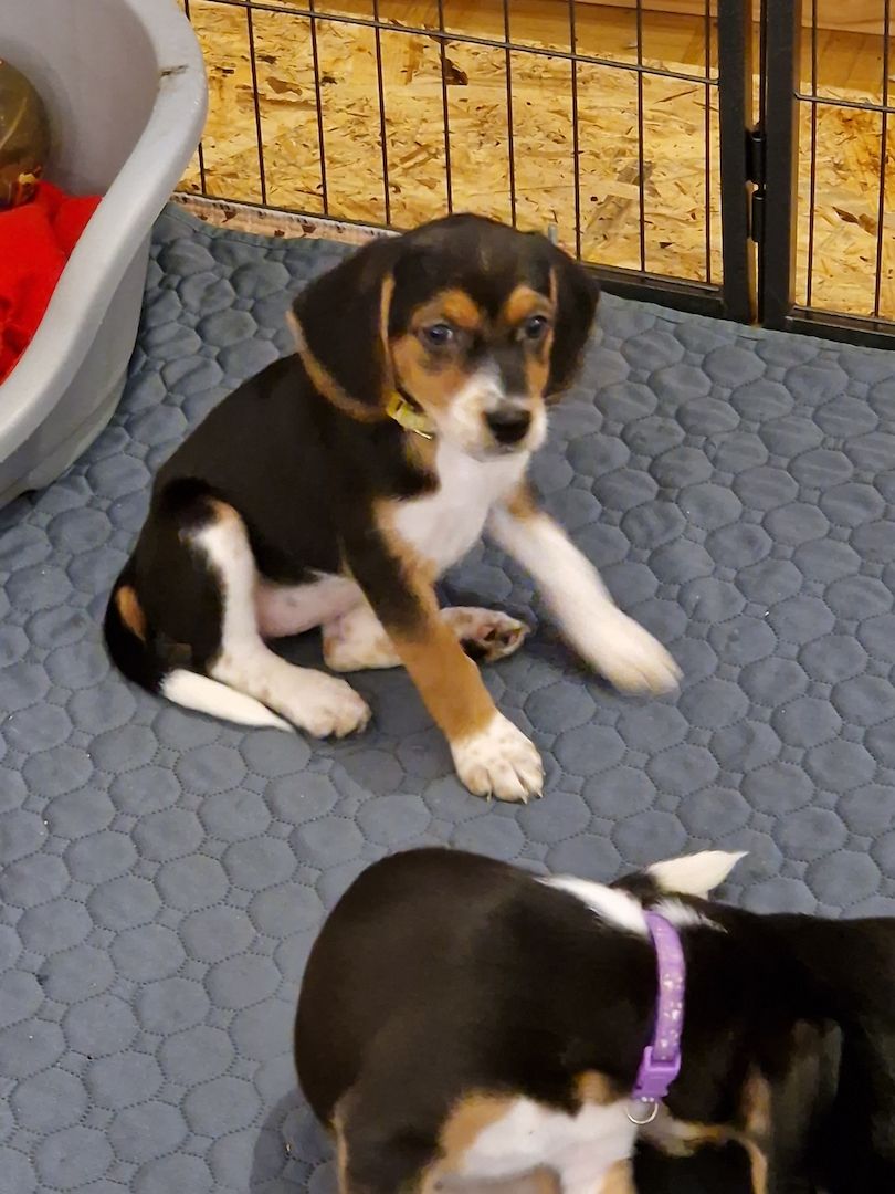 Beagle/ Beagle Deutscher Pinscher Beagle/ Beagle Deutscher Pinscher