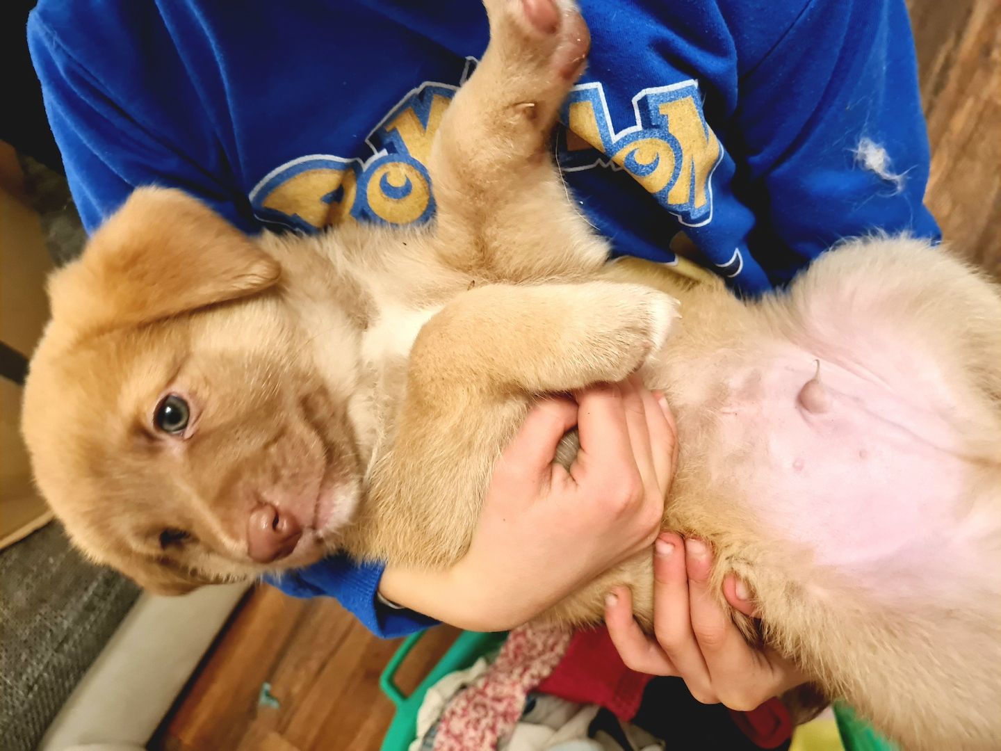 Hunde Welpen Mischlinge