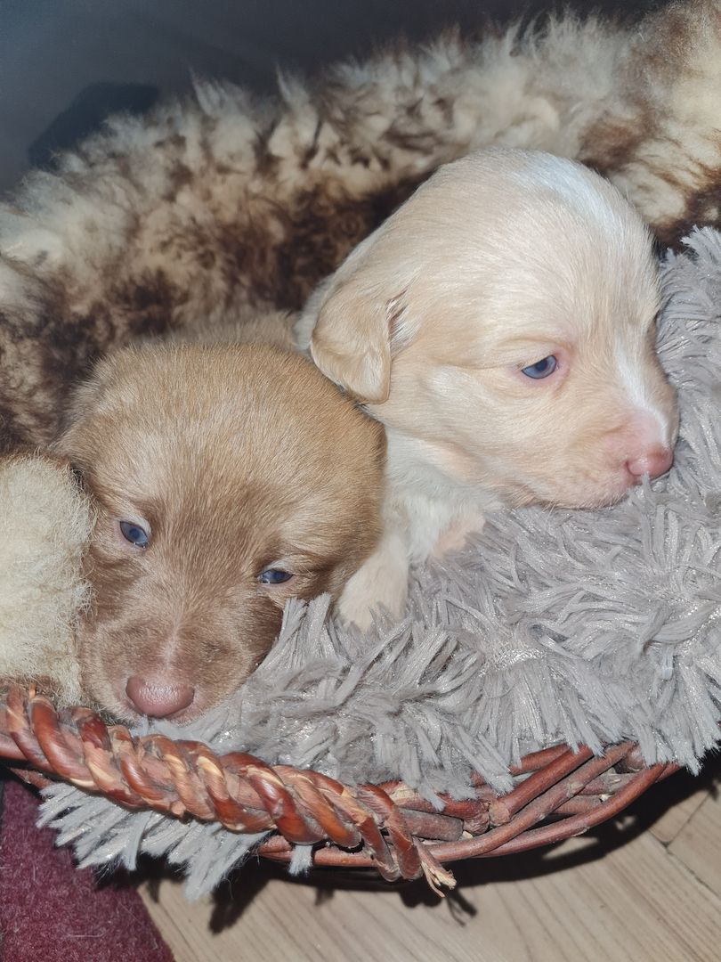 Hunde Welpen Mischlinge