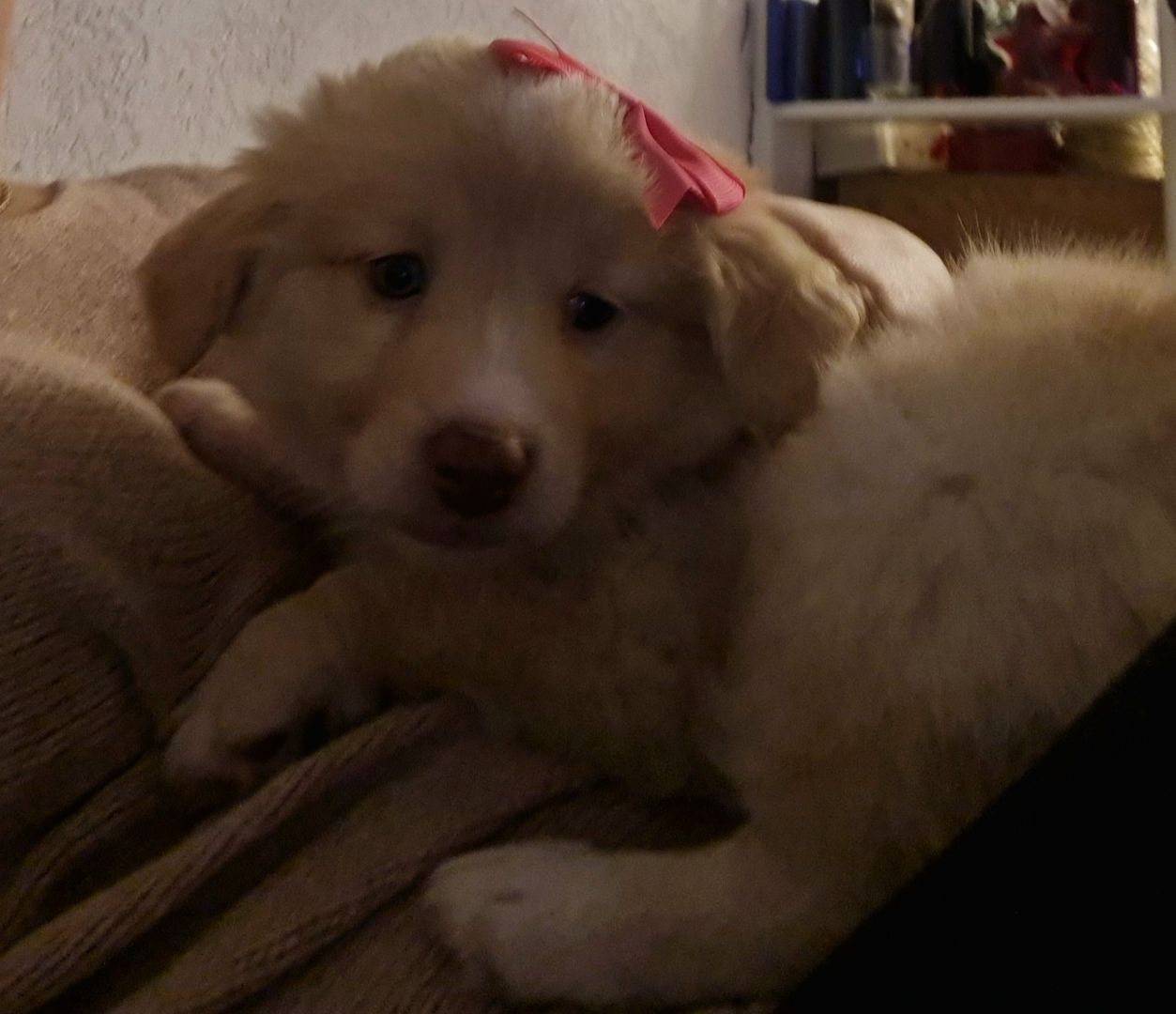 Hunde Welpen Mischlinge