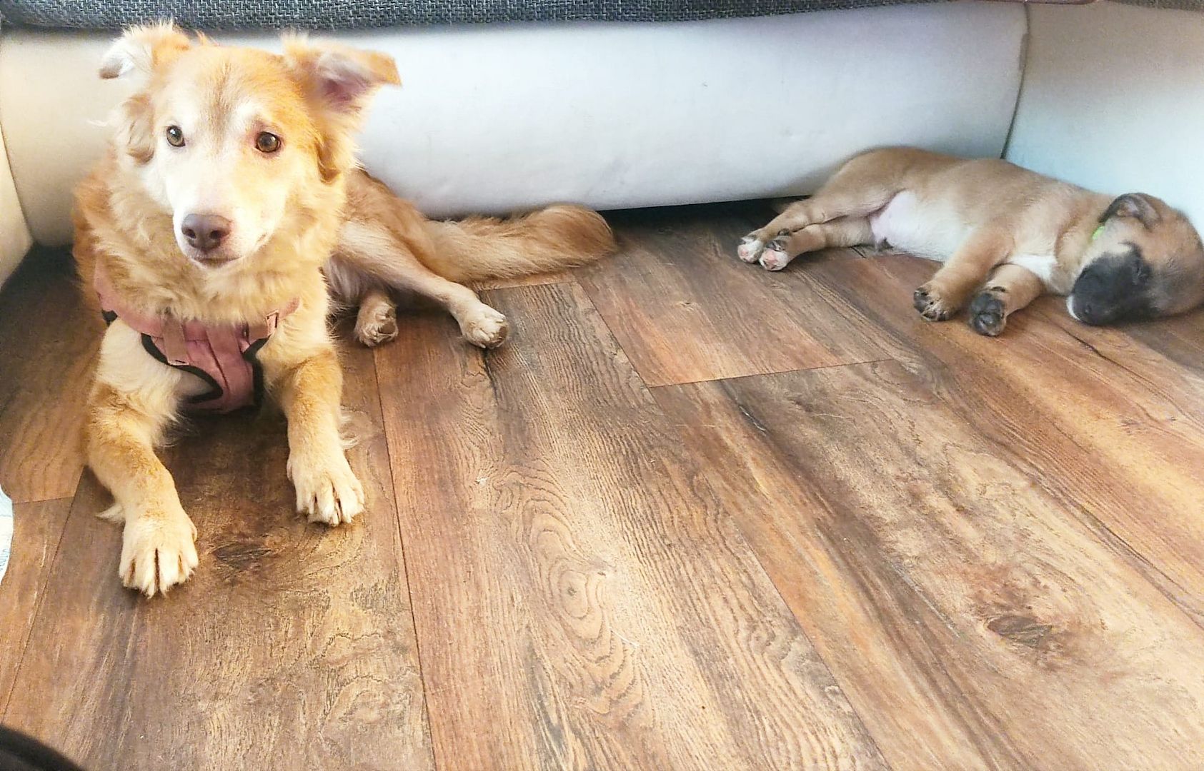 Hunde Welpen Mischlinge