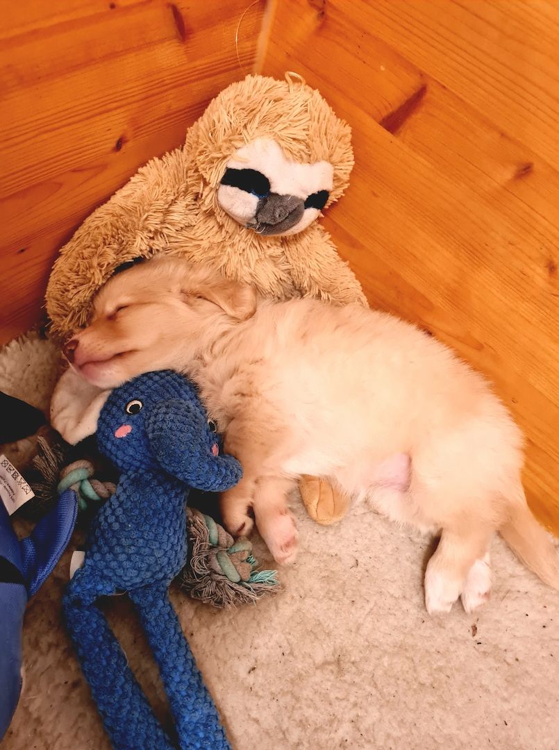 Hunde Welpen Mischlinge