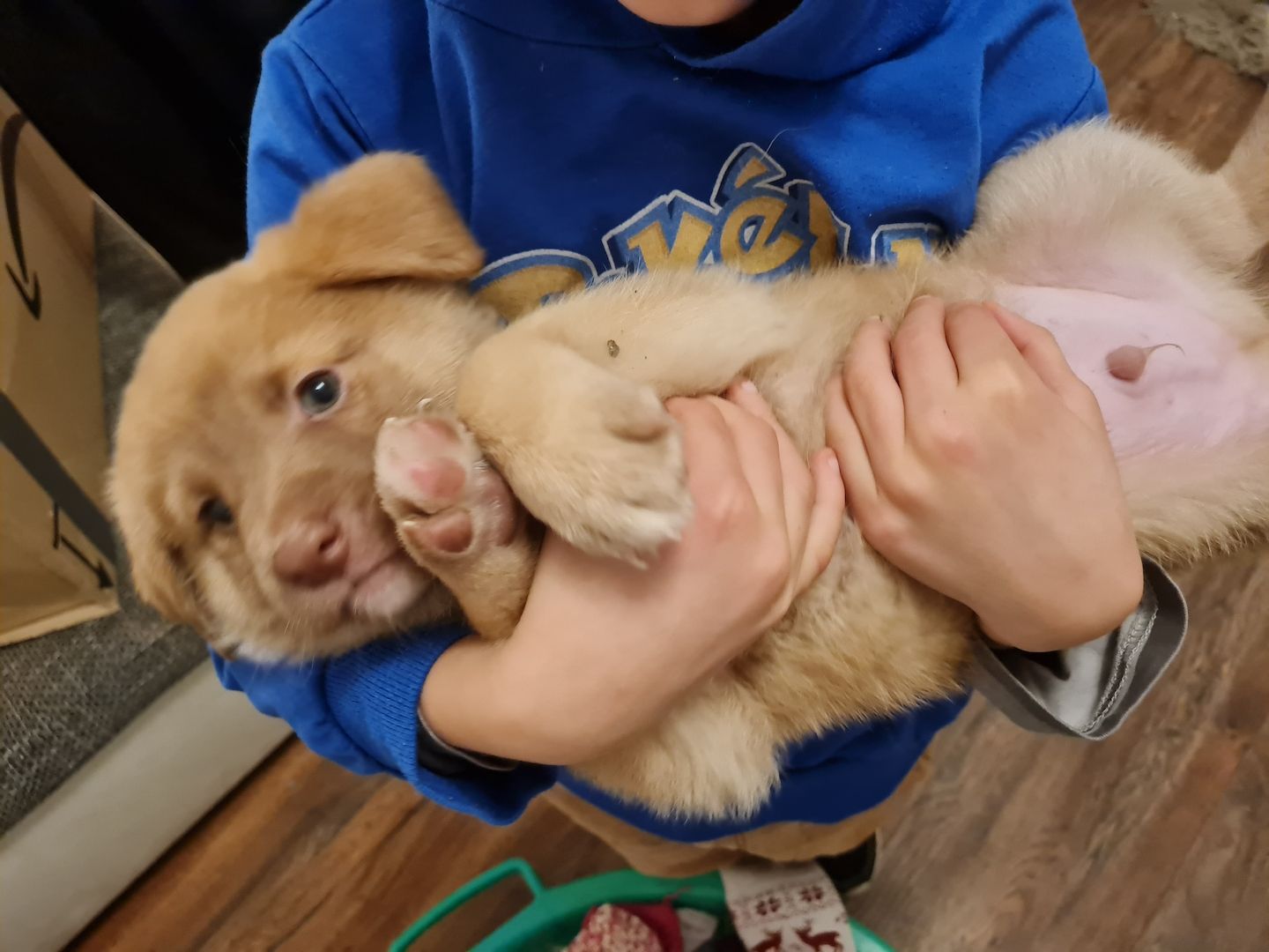 Hunde Welpen Mischlinge