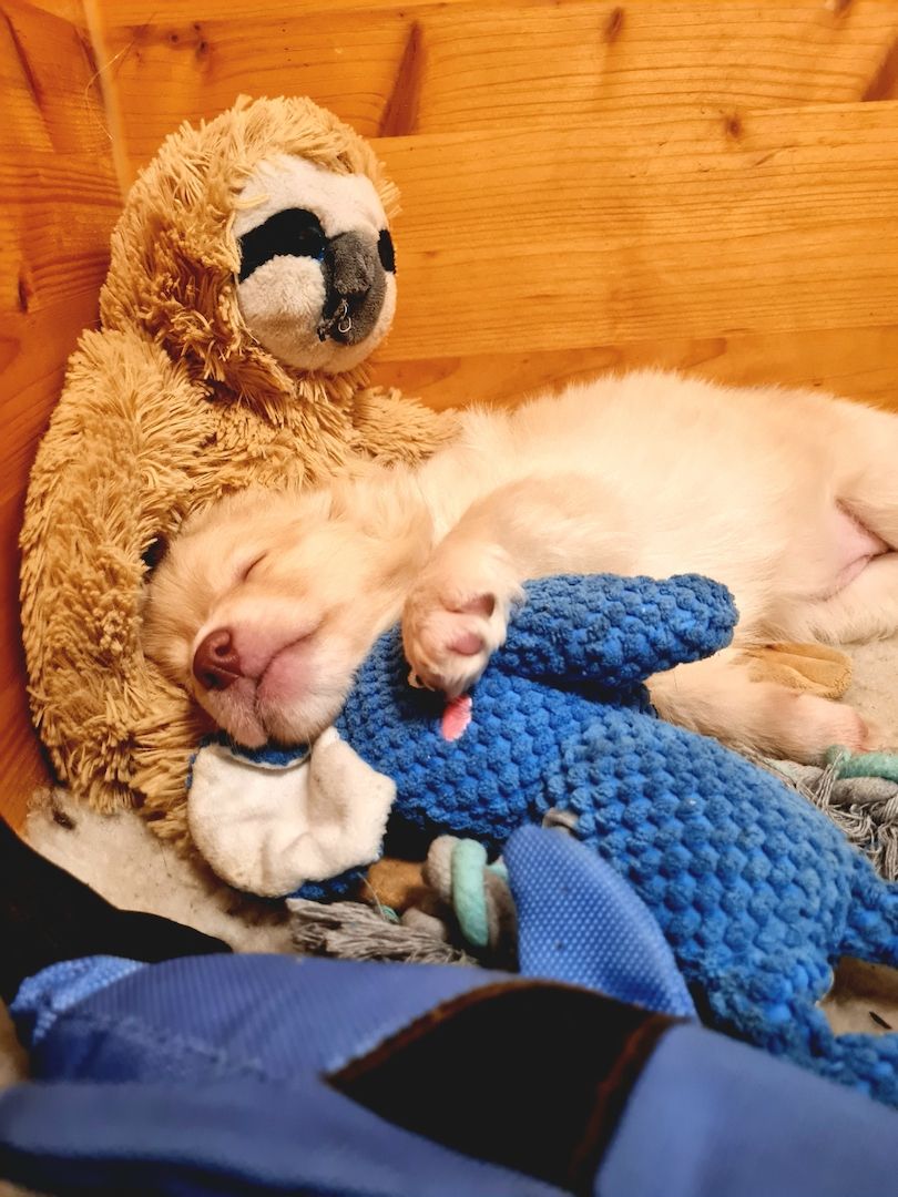 Hunde Welpen Mischlinge