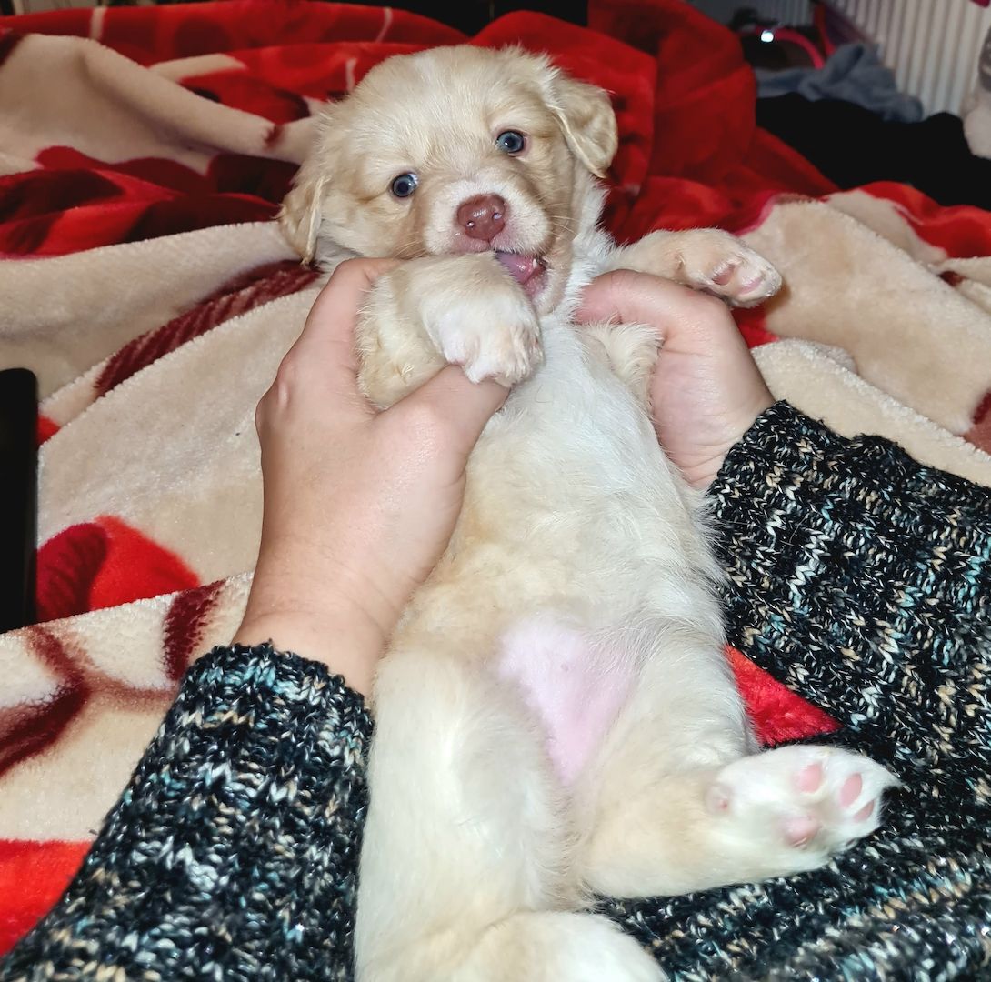 Hunde Welpen Mischlinge