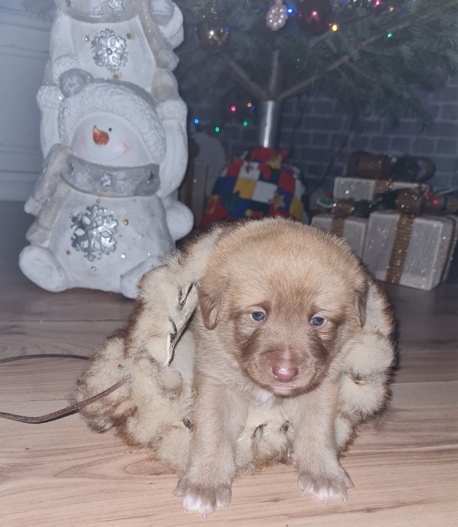 Hunde Welpen Mischlinge