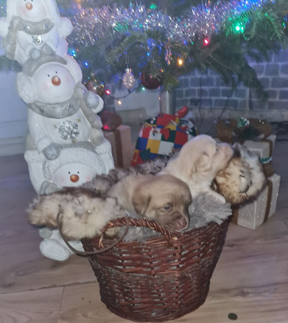 Hunde Welpen Mischlinge