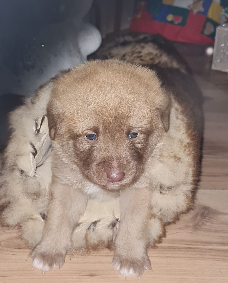 Hunde Welpen Mischlinge