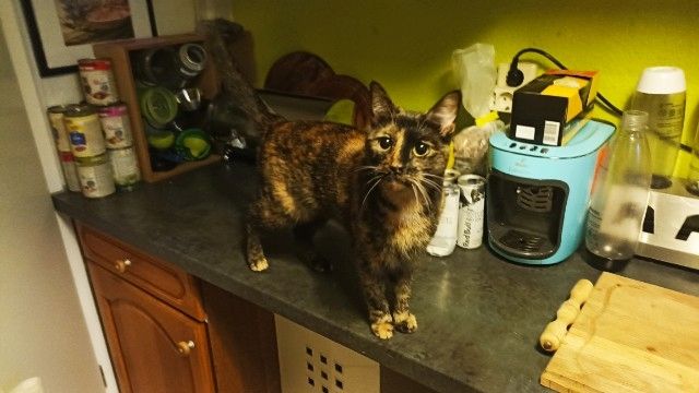 BKH Katzen Geschwisterpaar