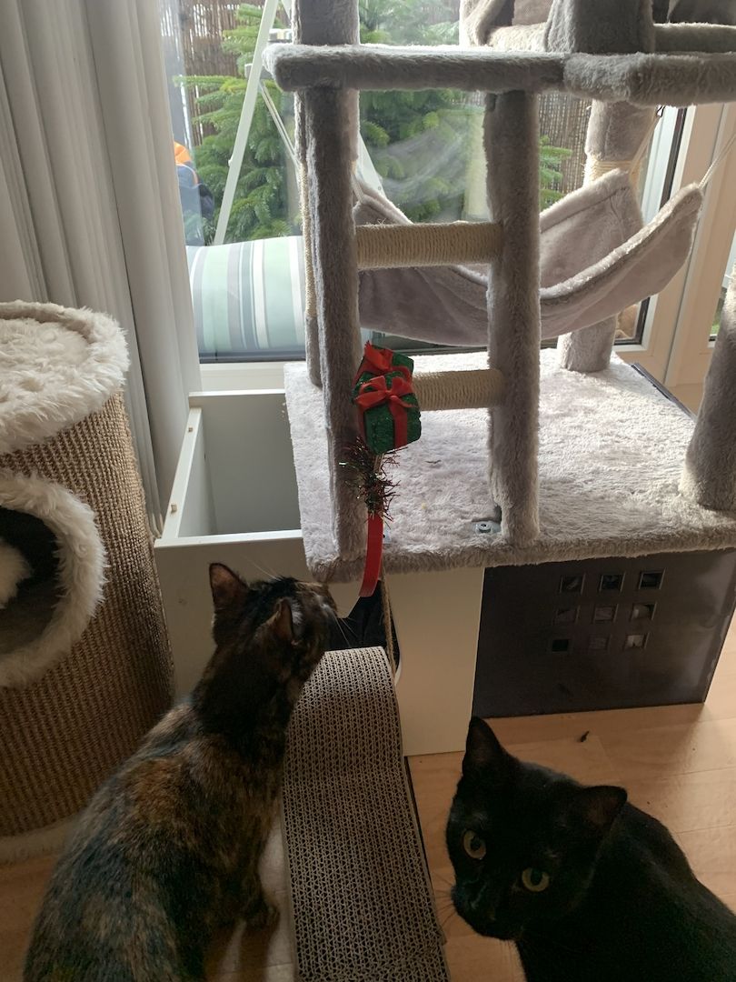 BKH Katzen Geschwisterpaar