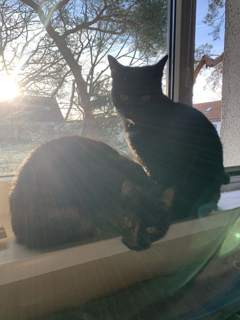 BKH Katzen Geschwisterpaar