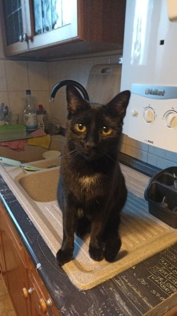 BKH Katzen Geschwisterpaar