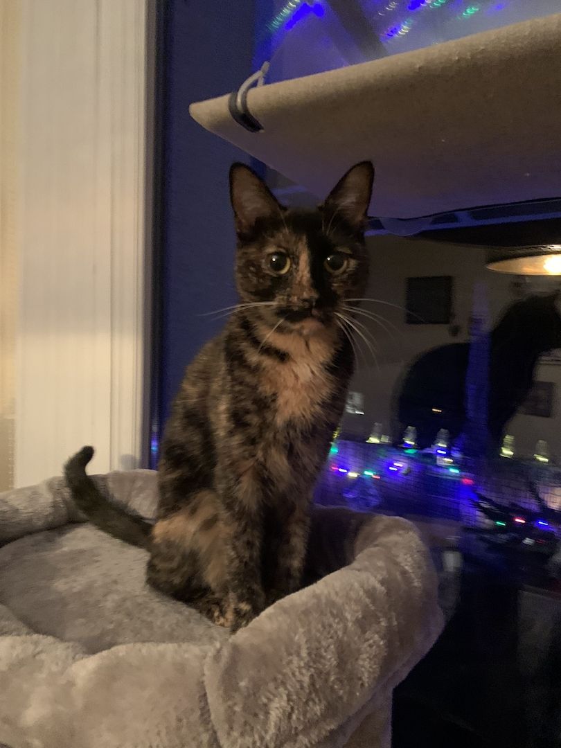 BKH Katzen Geschwisterpaar