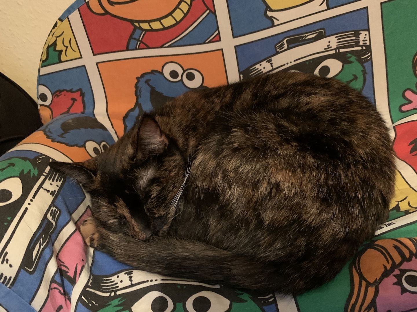 BKH Katzen Geschwisterpaar