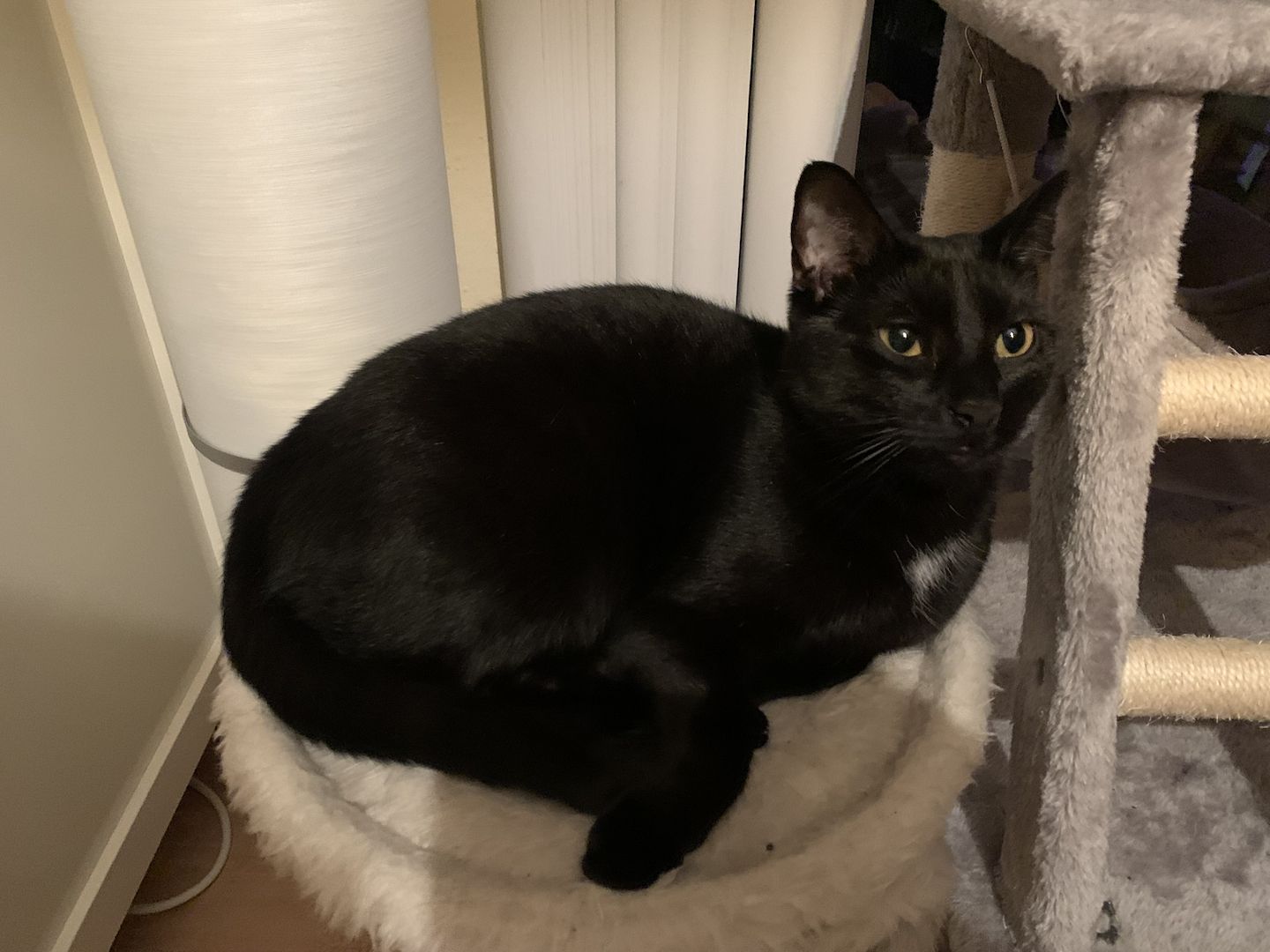 BKH Katzen Geschwisterpaar