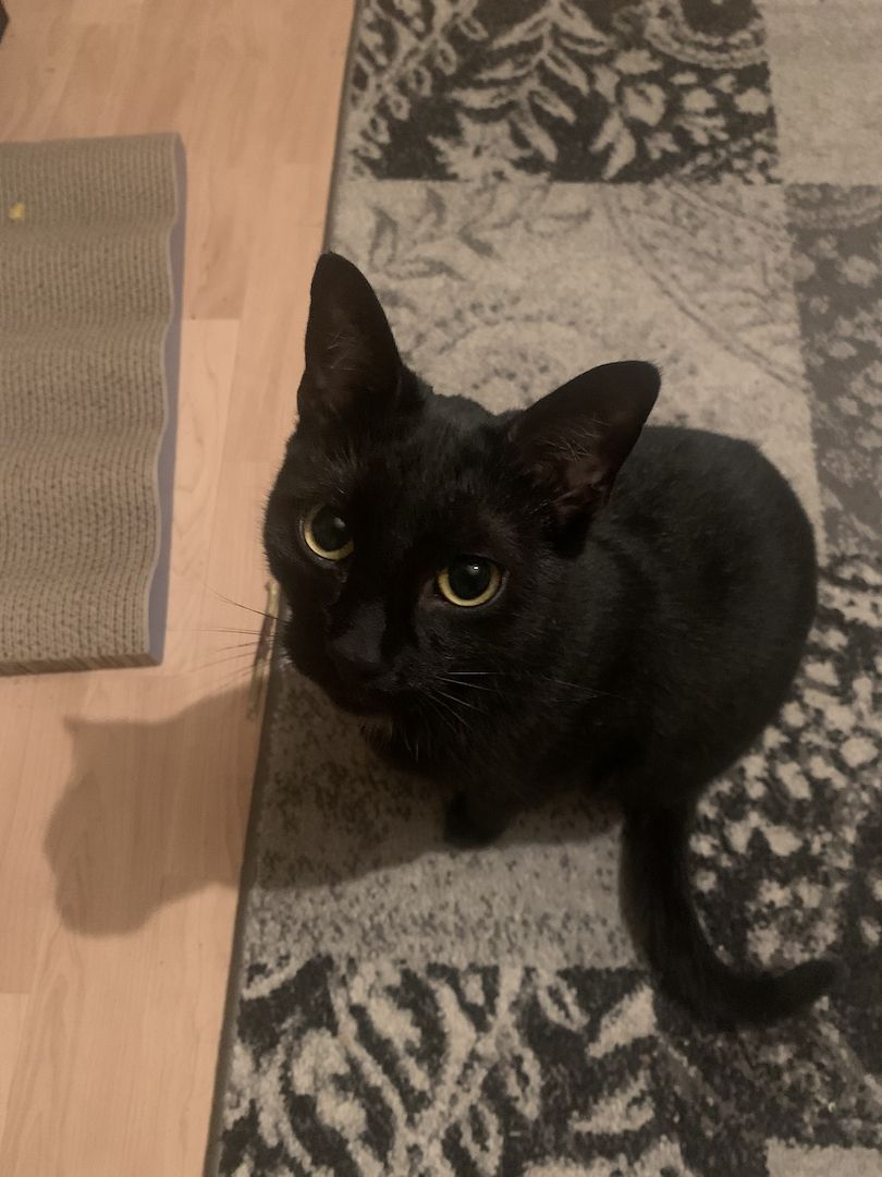 BKH Katzen Geschwisterpaar