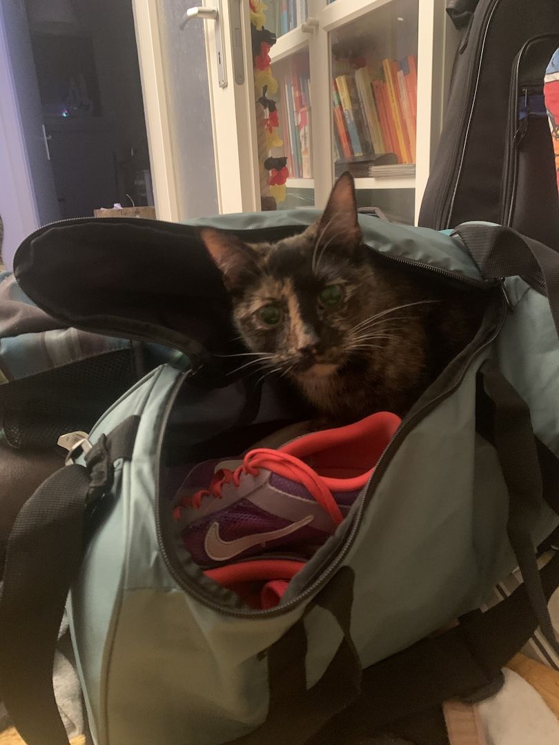 BKH Katzen Geschwisterpaar