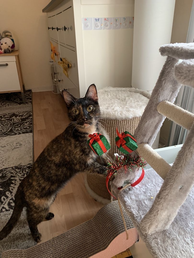 BKH Katzen Geschwisterpaar