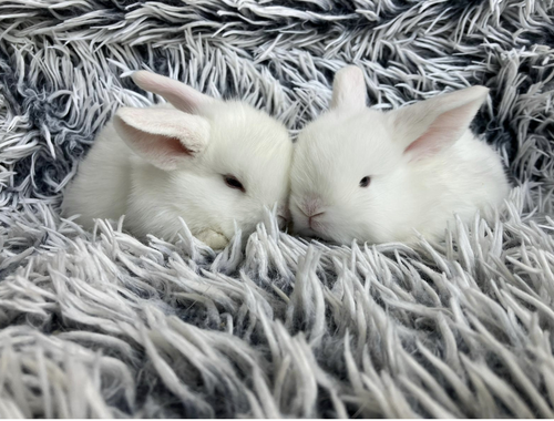Zwergkaninchen Kaninchen Mini Lop Zwergwidder Schlappohrkaninchen