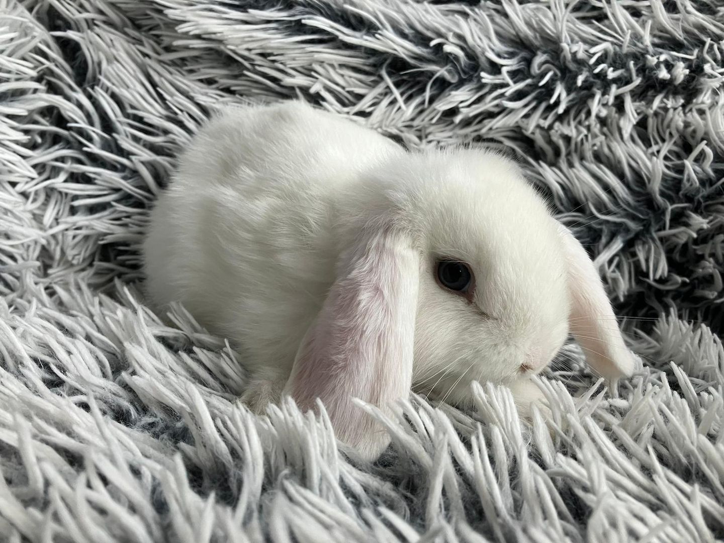 Zwergkaninchen Kaninchen Mini Lop Zwergwidder Schlappohrkaninchen