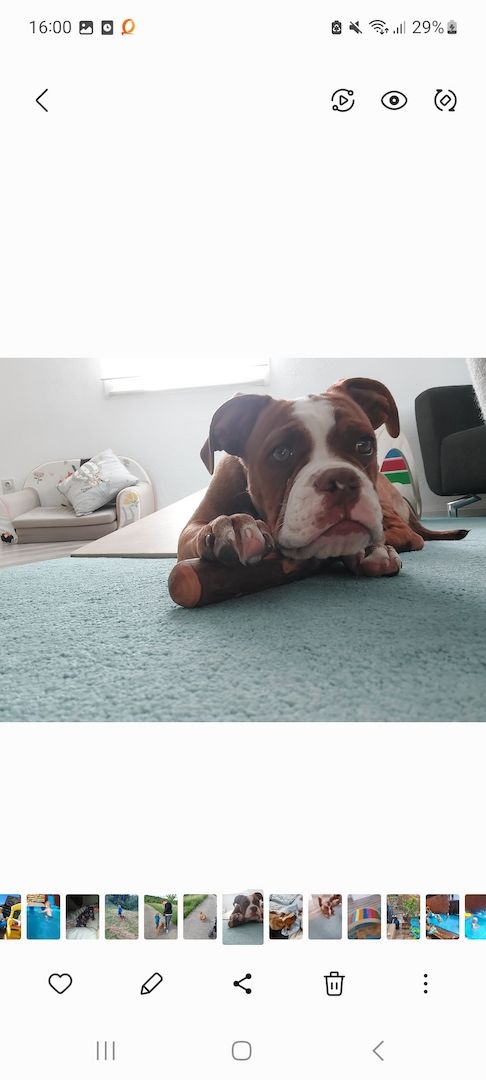 Unser Hund hunter sucht ein neues Zuhause