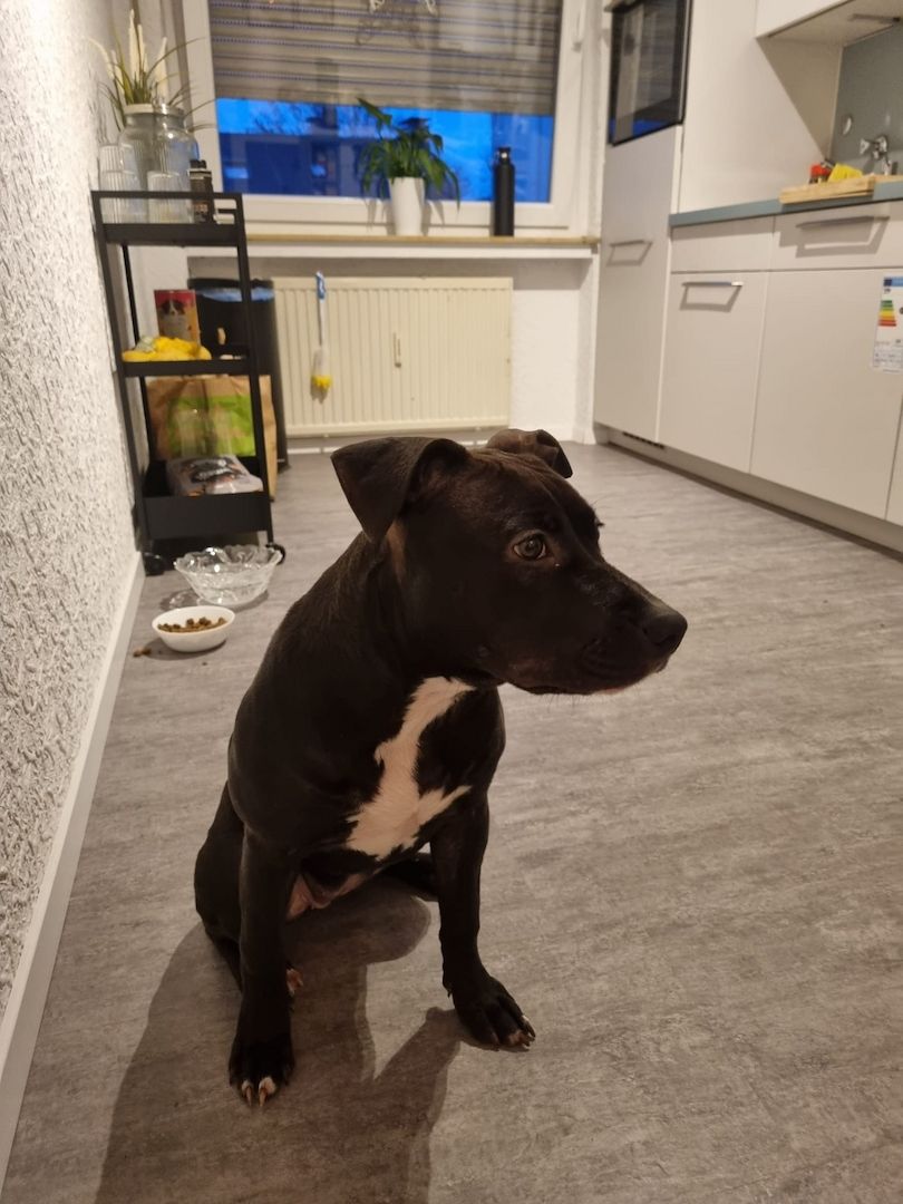 5 Monate junge Hündin 5 Monate junge Hündin