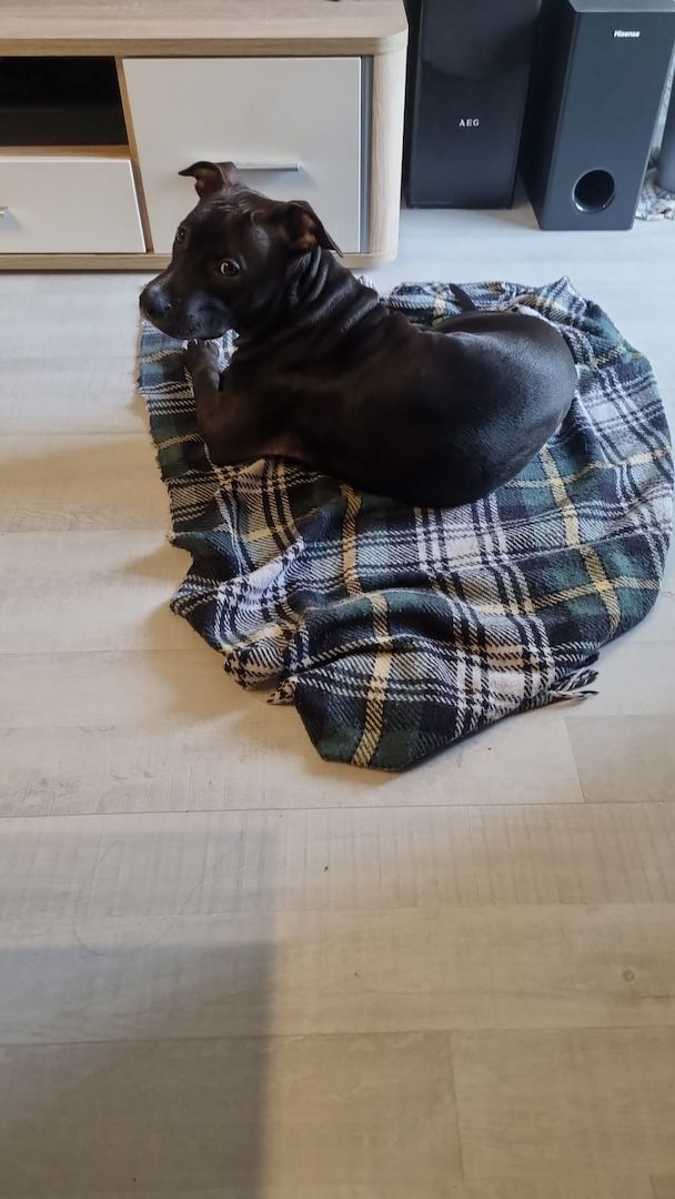 5 Monate junge Hündin 5 Monate junge Hündin