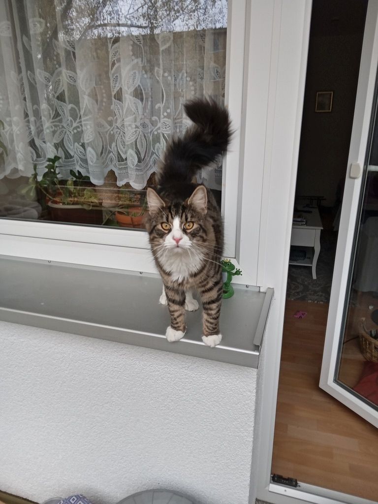 SUCHE KATER LEO !!!!