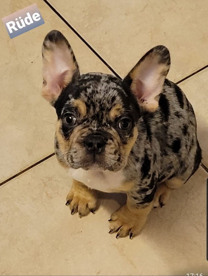 Französische Bulldogge Welpen Französische Bulldogge Welpen