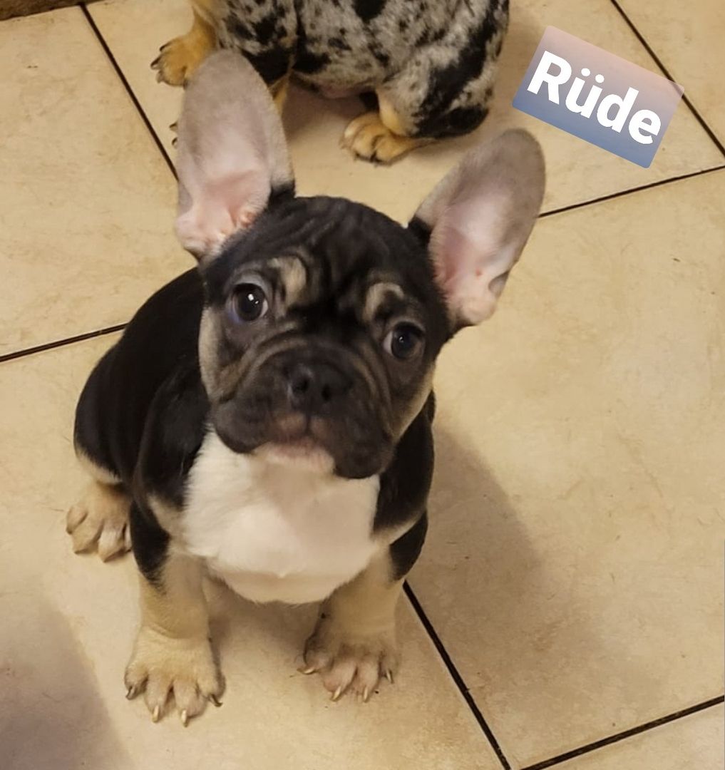 Französische Bulldogge Welpen Französische Bulldogge Welpen