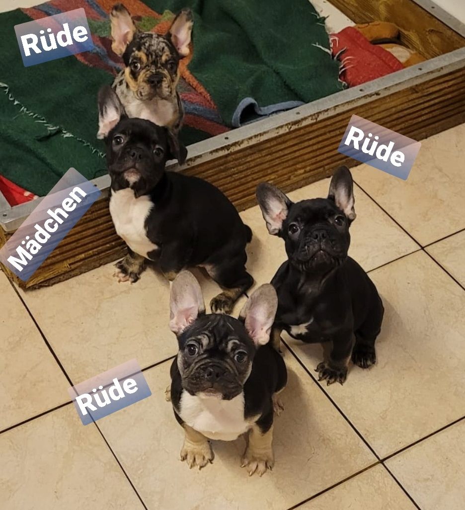 Französische Bulldogge Welpen Französische Bulldogge Welpen