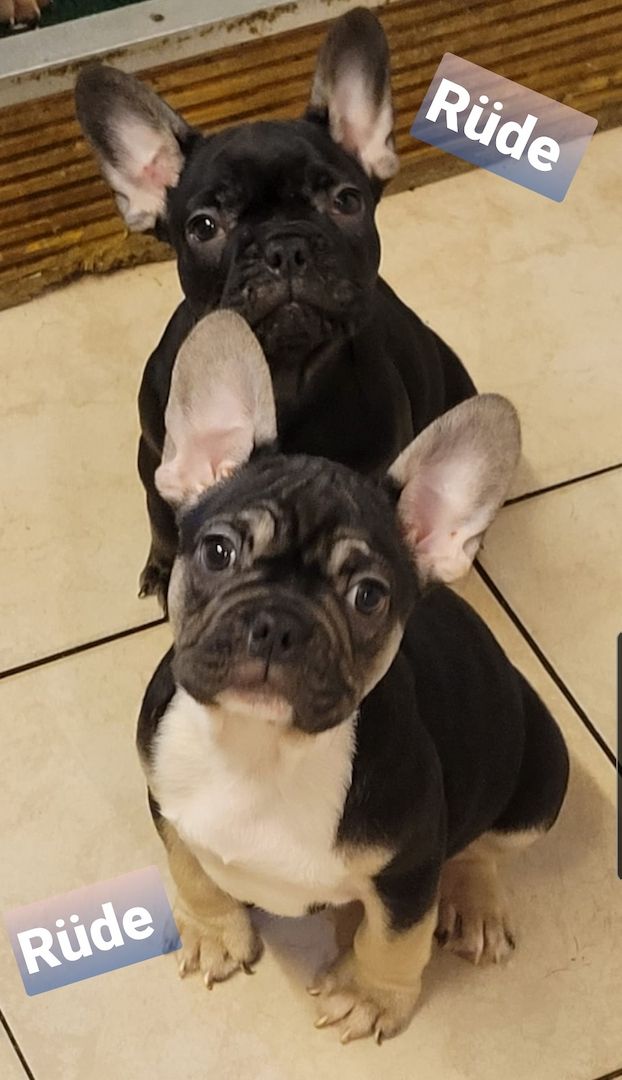 Französische Bulldogge Welpen Französische Bulldogge Welpen