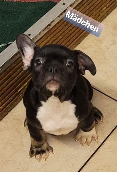 Französische Bulldogge Welpen Französische Bulldogge Welpen