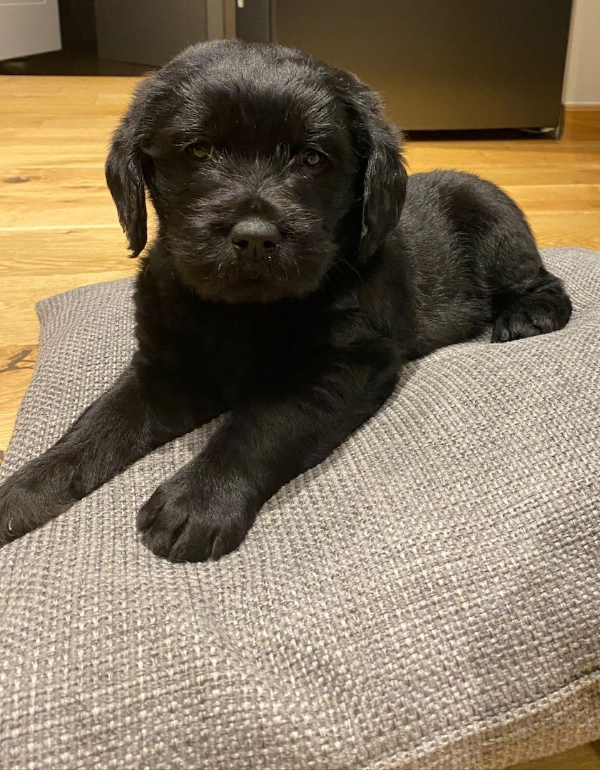 Mischlinsgwelpen Labrador Goldendoodle Mischlinsgwelpen Labrador Goldendoodle