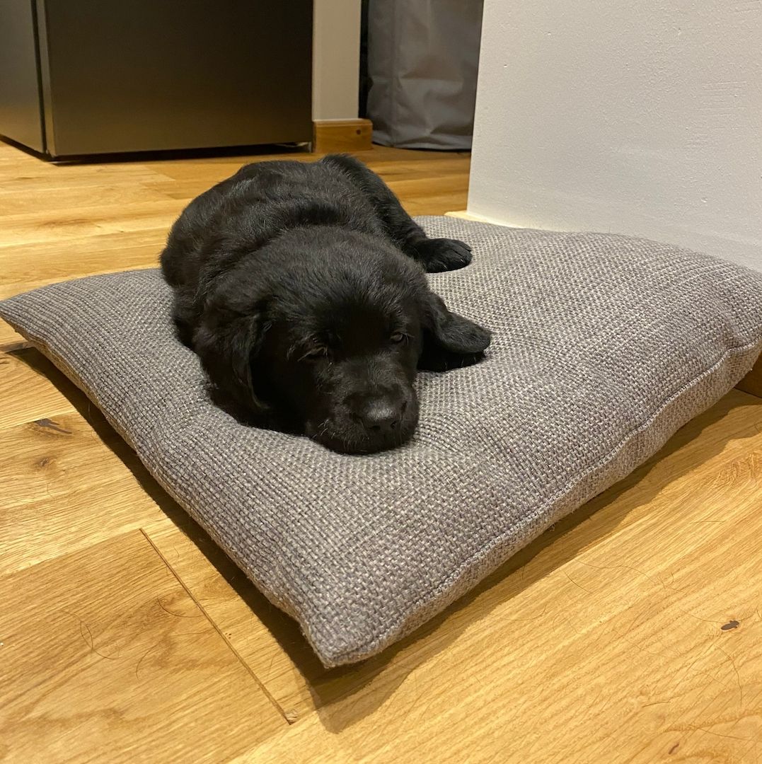 Mischlinsgwelpen Labrador Goldendoodle Mischlinsgwelpen Labrador Goldendoodle