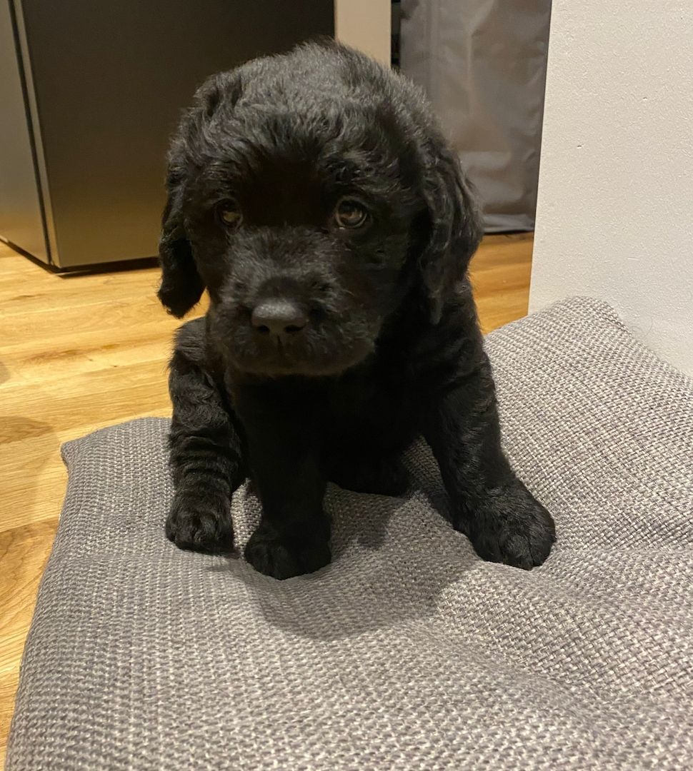 Mischlinsgwelpen Labrador Goldendoodle Mischlinsgwelpen Labrador Goldendoodle