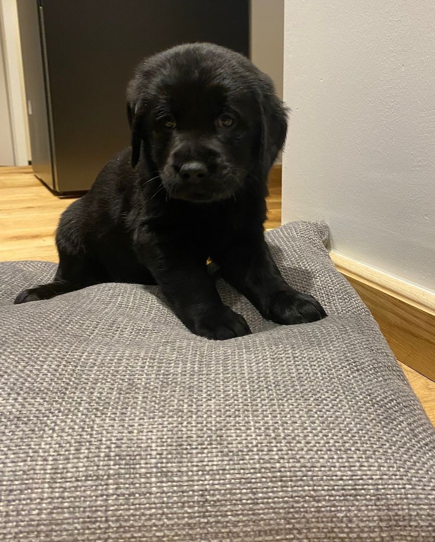 Mischlinsgwelpen Labrador Goldendoodle Mischlinsgwelpen Labrador Goldendoodle