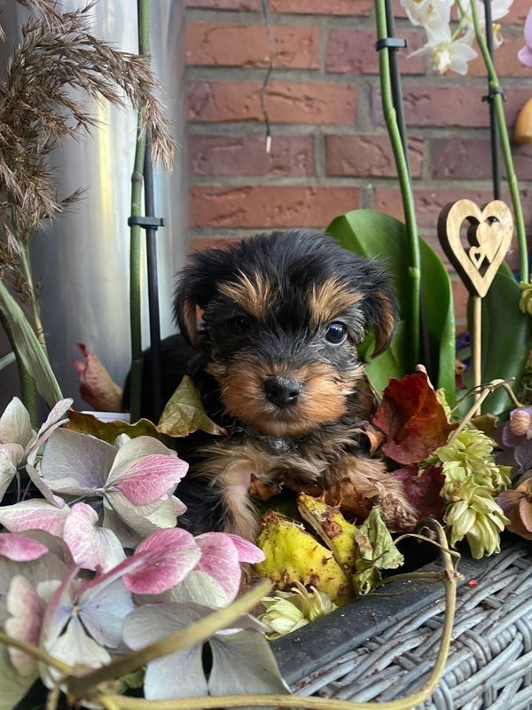 Yorshire Terrier Welpen mit Papieren