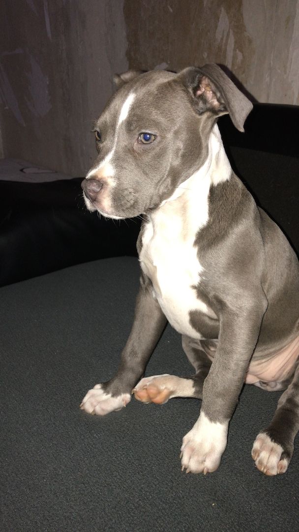 Amstaff Hündin Amstaff Hündin