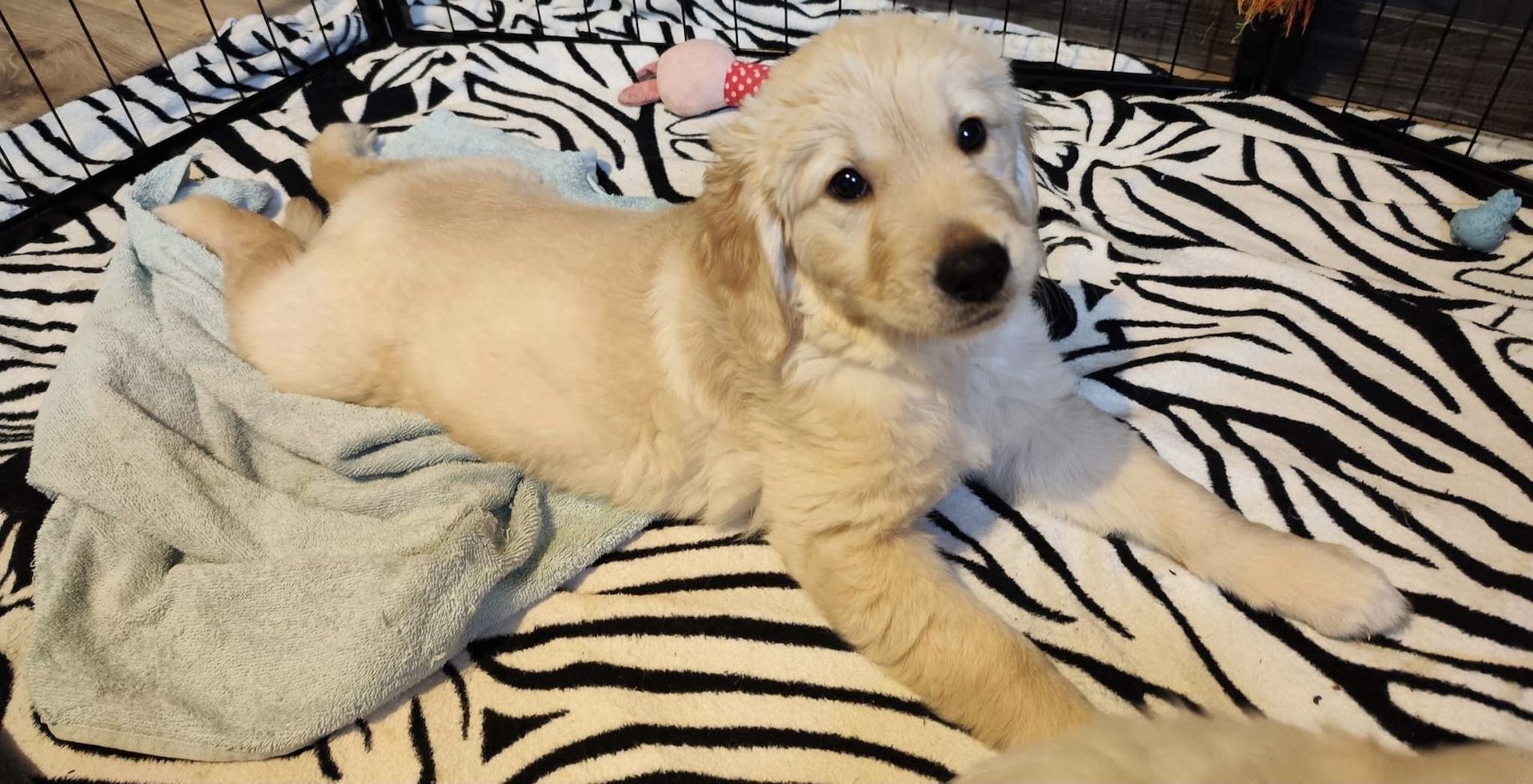 Golden Retriever Welpen