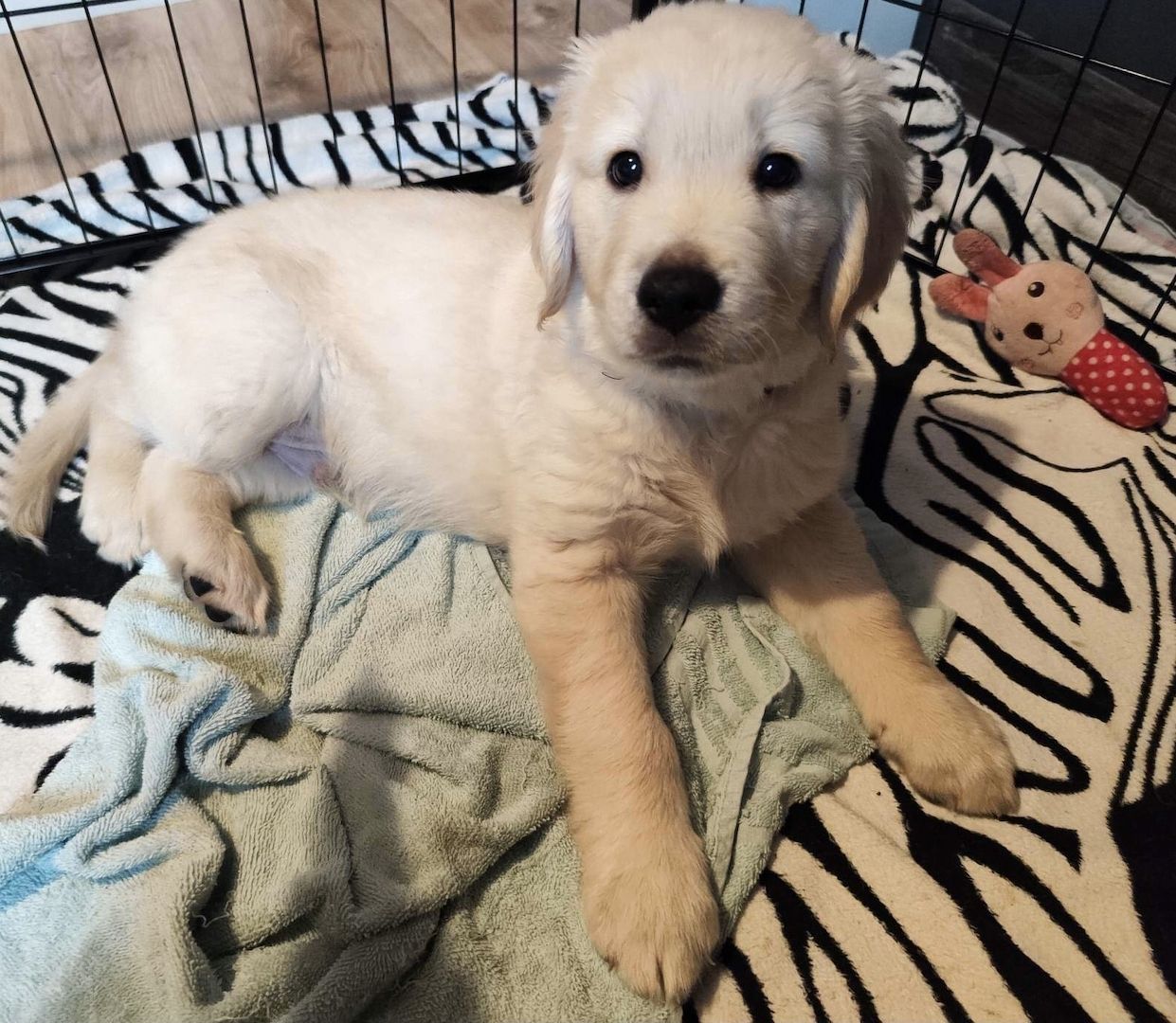 Golden Retriever Welpen